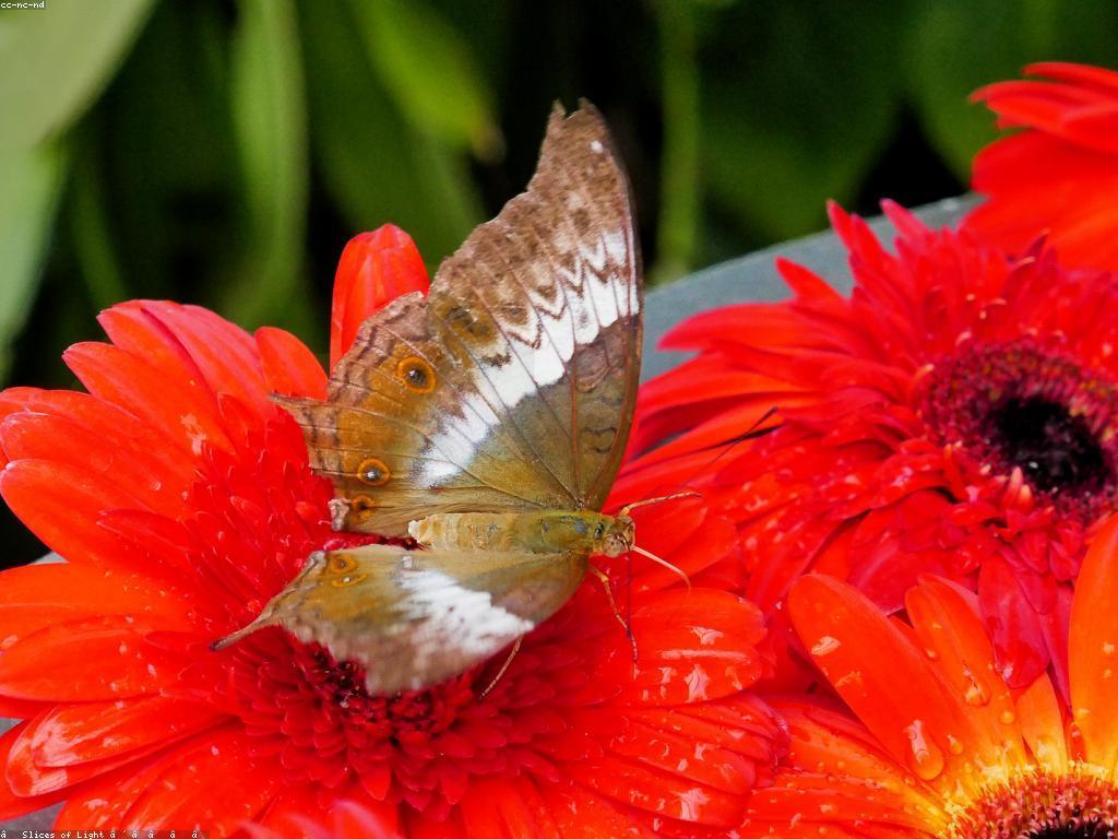 អត្ថប្រយោជន៍នៃការបង្ហោះ